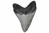 Huge, Fossil Megalodon Tooth - Sharp Serrations #235527-2